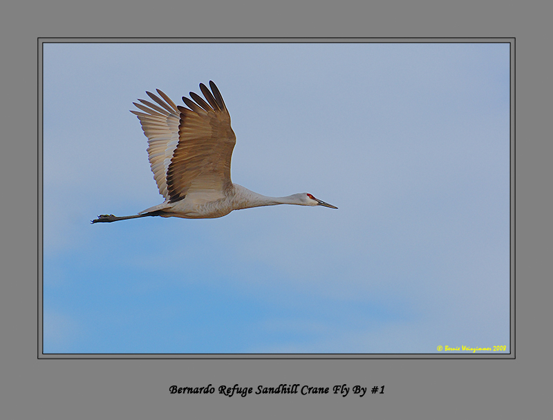 Sandhill Crane