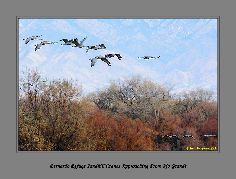 Sandhill Crane