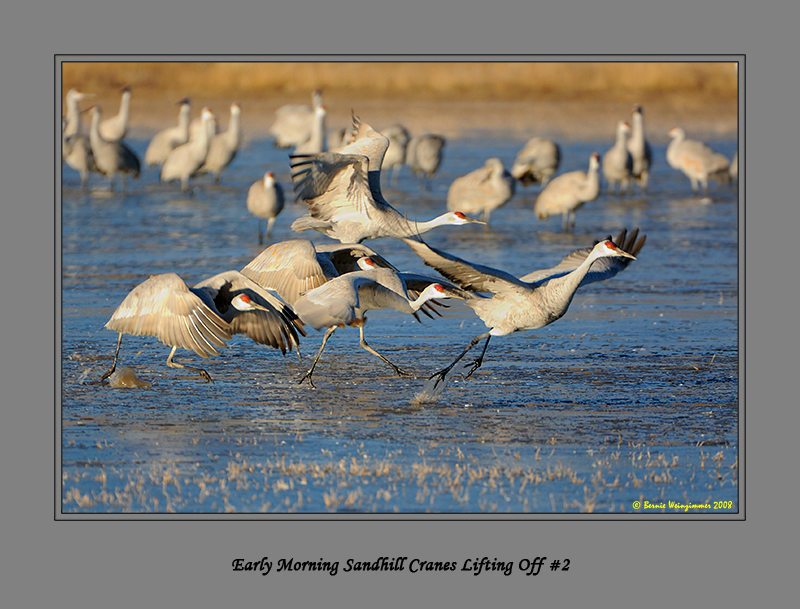 Sandhill Crane