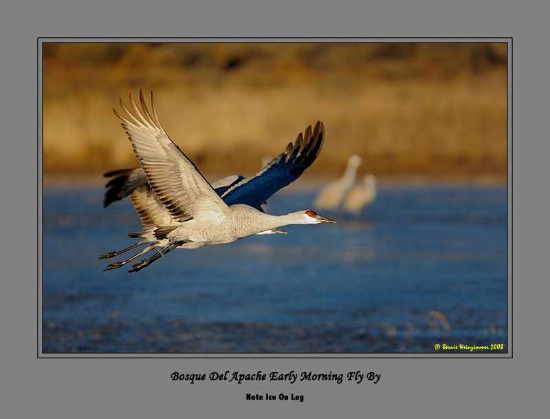 Sandhill Crane