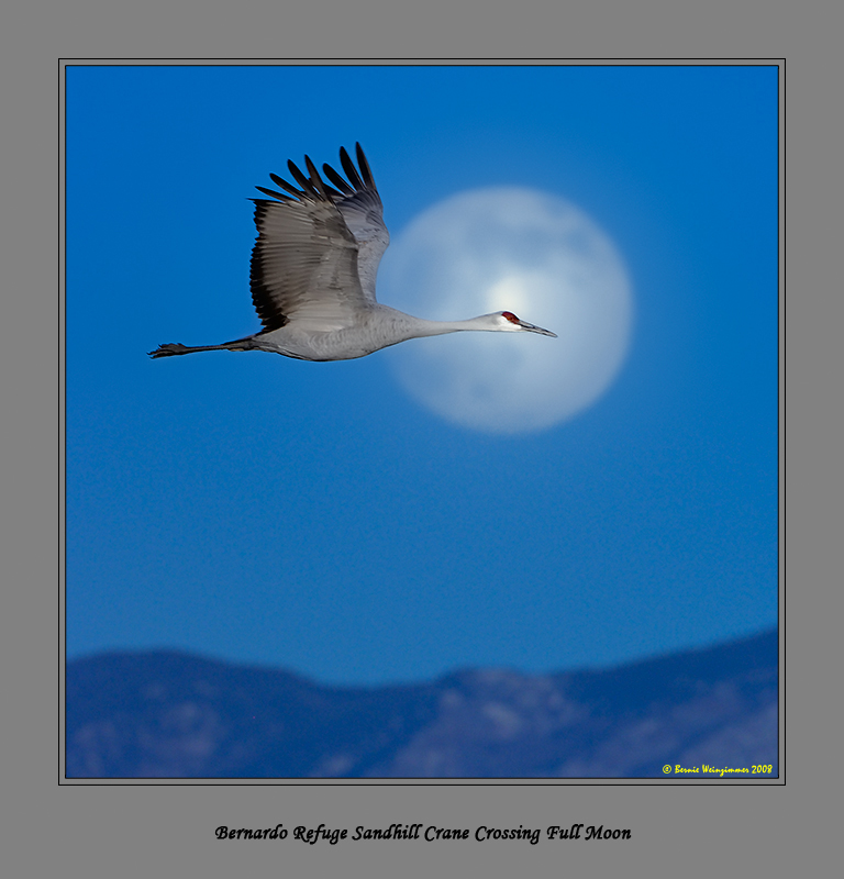 Sandhill Crane