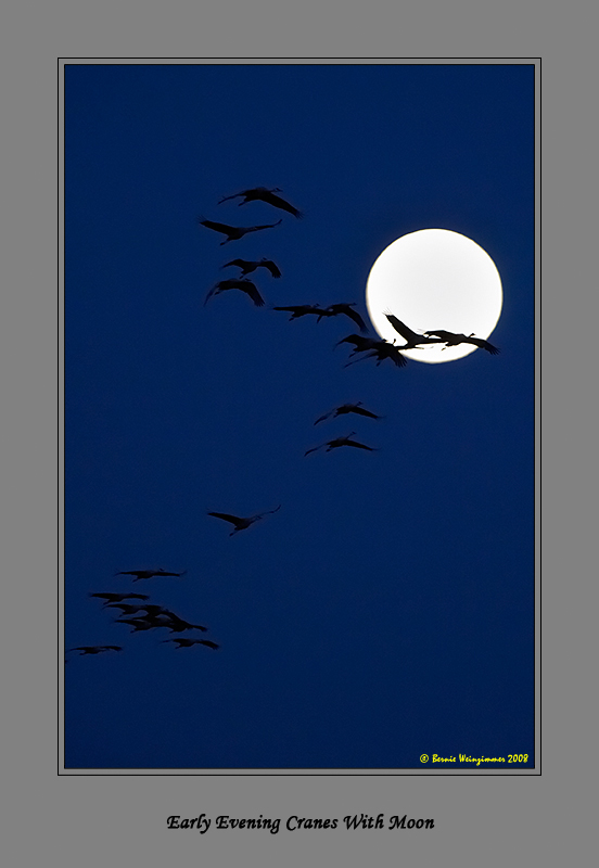 Sandhill Crane