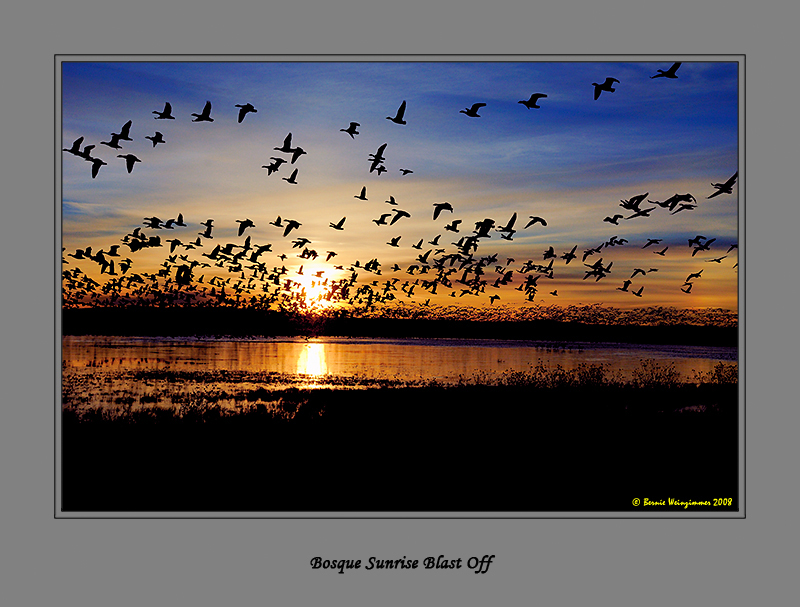 Sandhill Crane