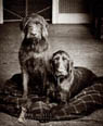 Bev Hollis Pet Photo