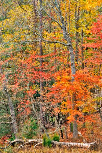 Forest color