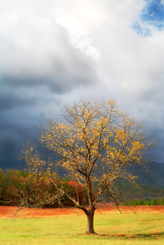 Tree in Meadow