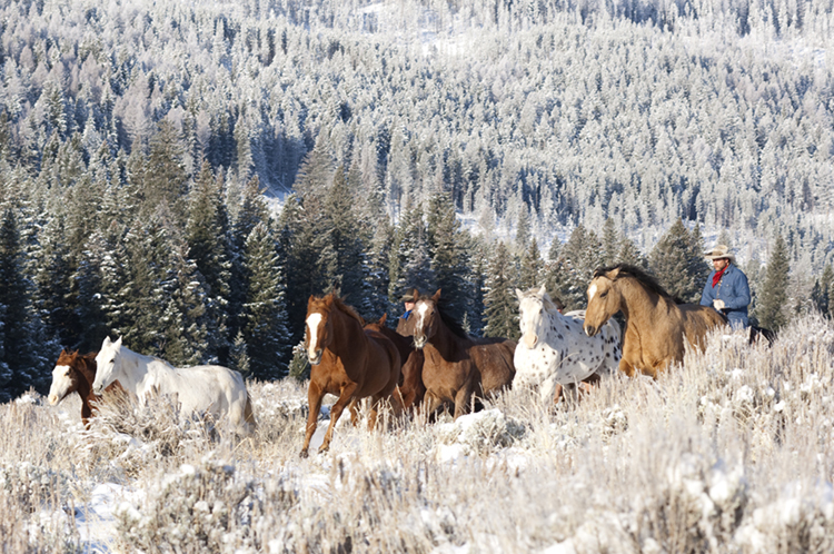 cowboy with horses