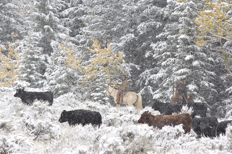 herding cows