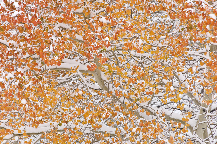 aspens