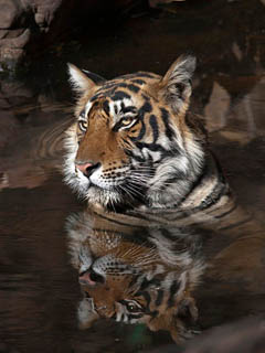 tiger