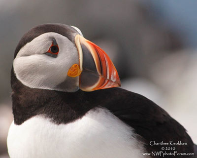 puffin