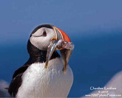 Atlantic Puffin