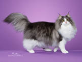 Preston Smith Cat Photographer