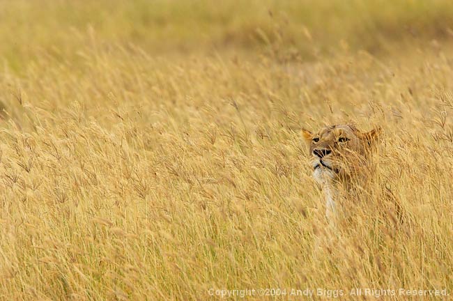 Nature, Wildlife and Pet Photography