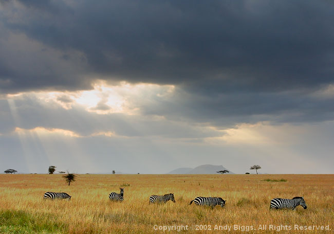 Nature, Wildlife and Pet Photography