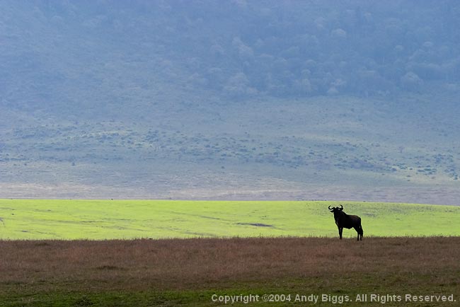 Nature, Wildlife and Pet Photography