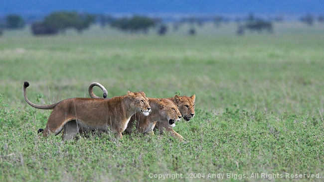 Nature, Wildlife and Pet Photography