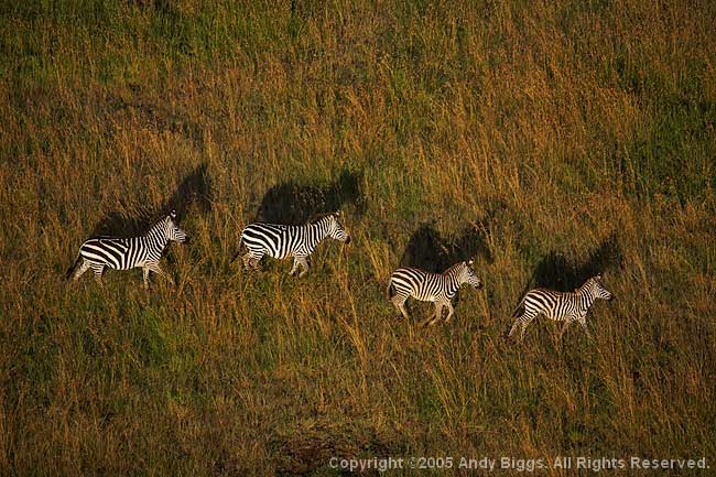 Nature, Wildlife and Pet Photography