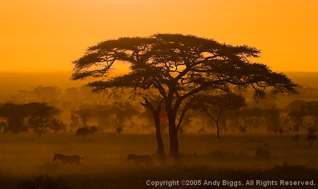 Nature, Wildlife and Pet Photography