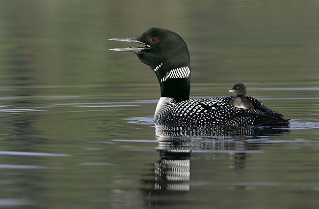 Nature, Wildlife and Pet Photography