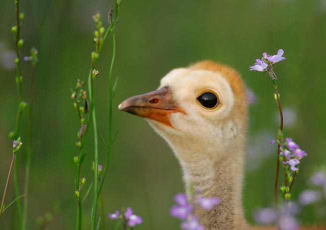 Nature, Wildlife and Pet Photography