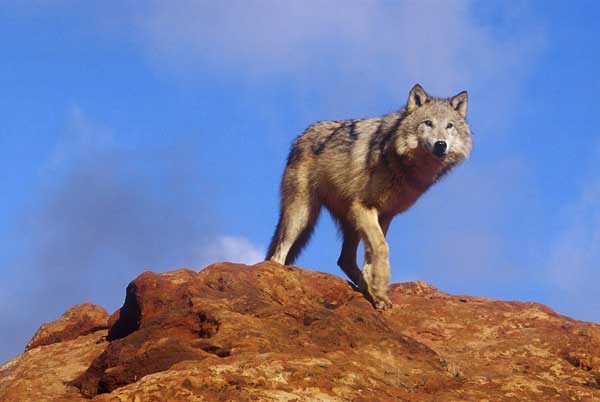 Nature, Wildlife and Pet Photography