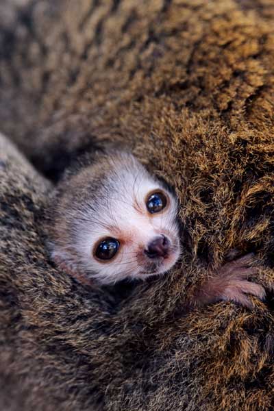Nature, Wildlife and Pet Photography