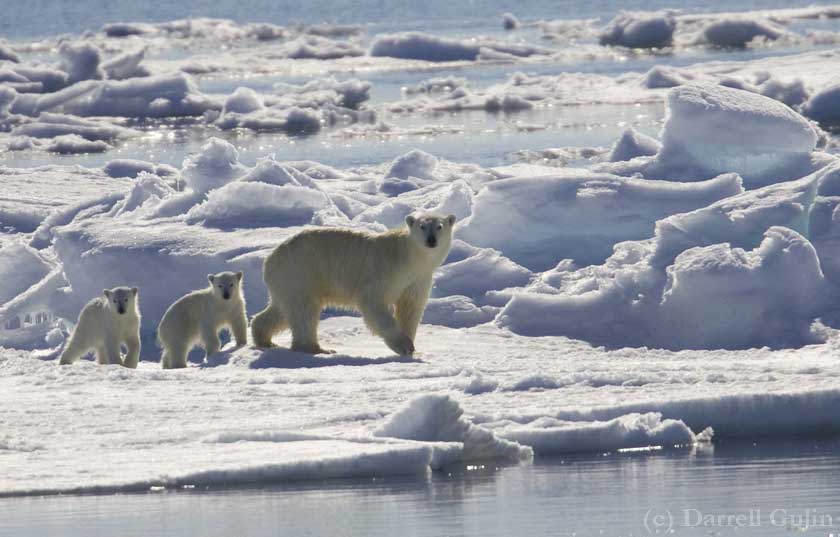 Nature, Wildlife and Pet Photography