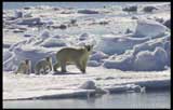 Nature, Wildlife and Pet Photography:An interview with Darrell Gulin