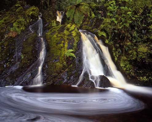 Nature, Wildlife and Pet Photography