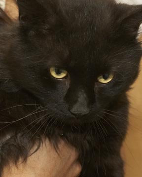 Nature, Wildlife and Pet Photography:Harry the Cat