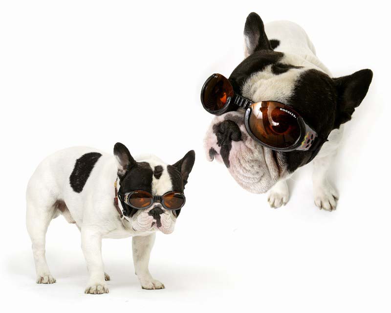 Nature, Wildlife and Pet Photography