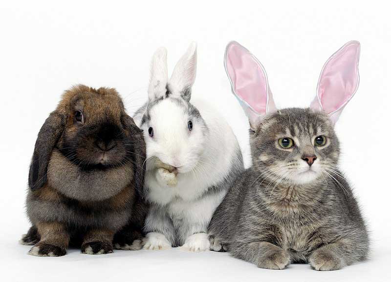 Nature, Wildlife and Pet Photography