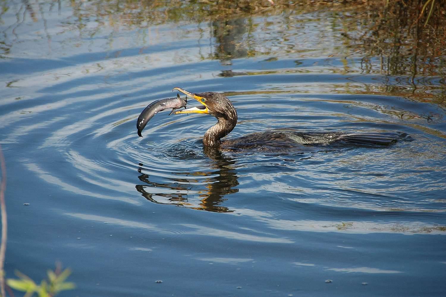 Cormorant_and_catfish.jpg