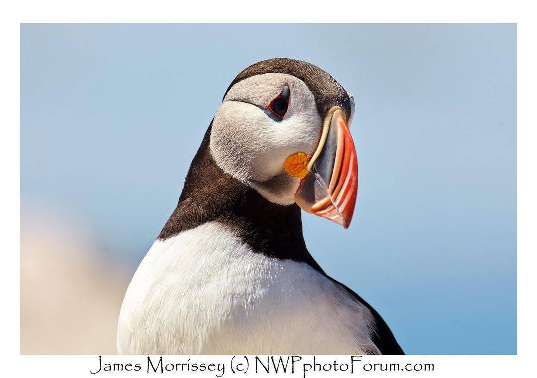 Puffin.jpg