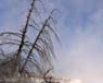CRW_3600